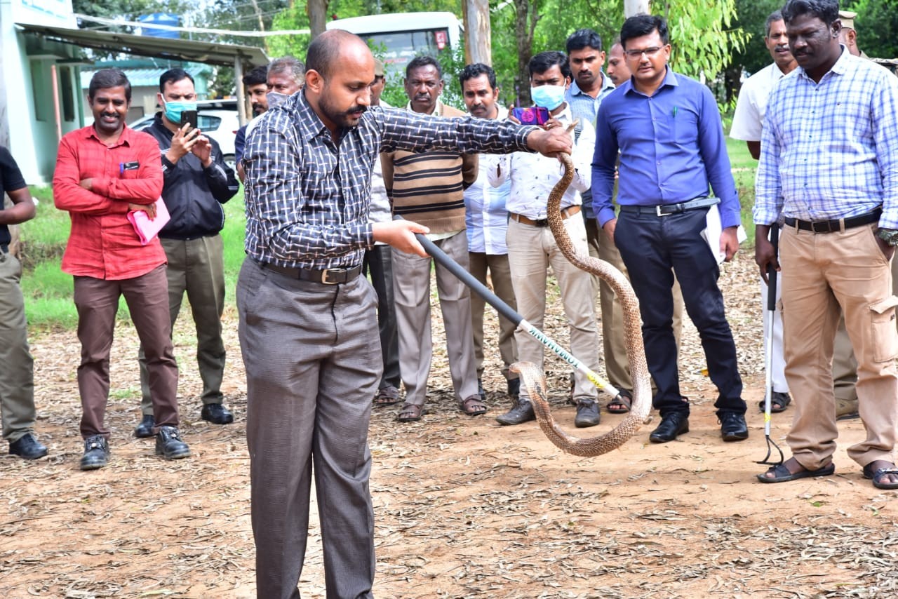 Mr Ganesan , Scientist & Deputy Director Guindy Snake Park, Chennai handling a Cobra